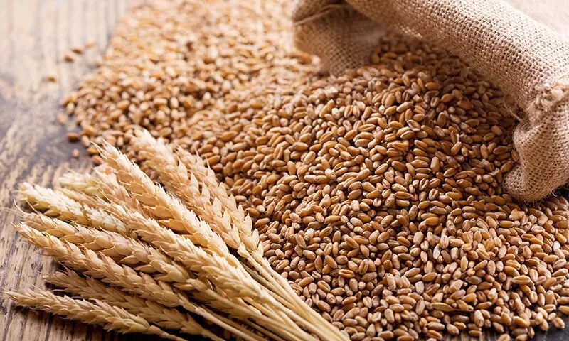 輸入と国産、パンに使われる小麦の違いとは？