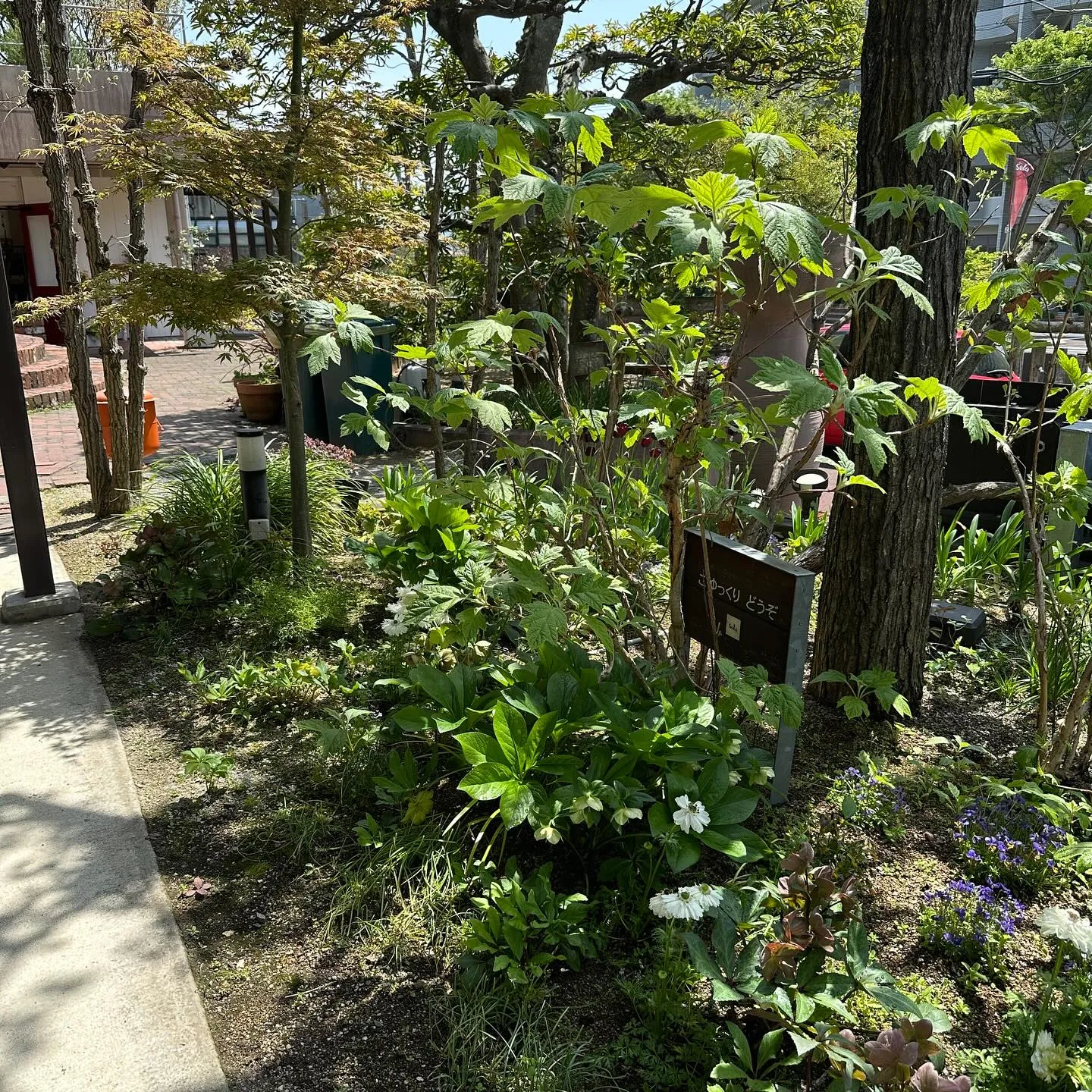 春爛漫🩷自然とくつろぐsolaの庭