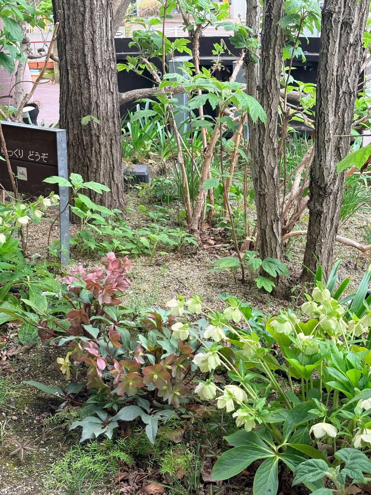 庭の草花達も、カラフルに咲き始めました。