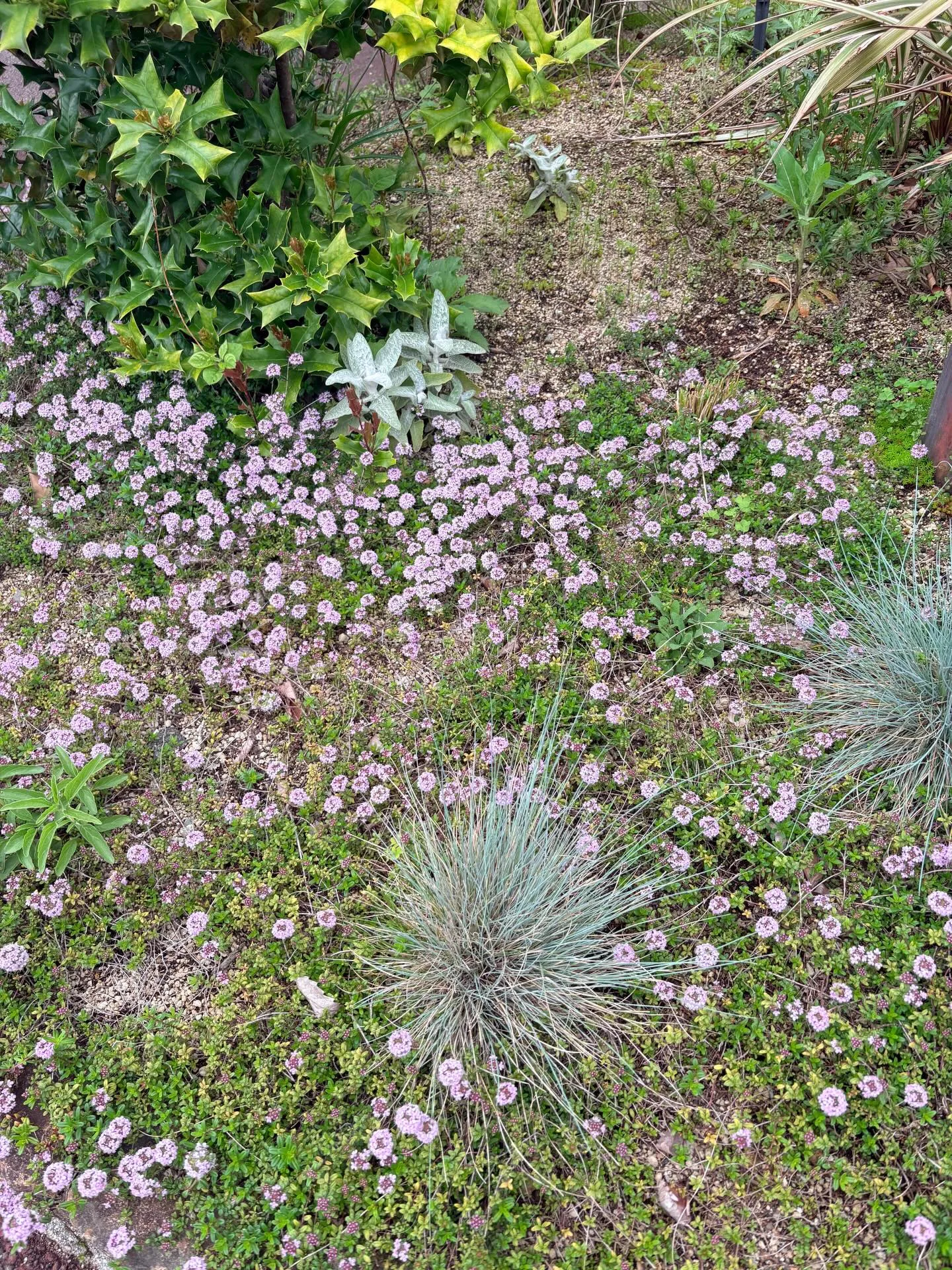 庭の草花達も、カラフルに咲き始めました。