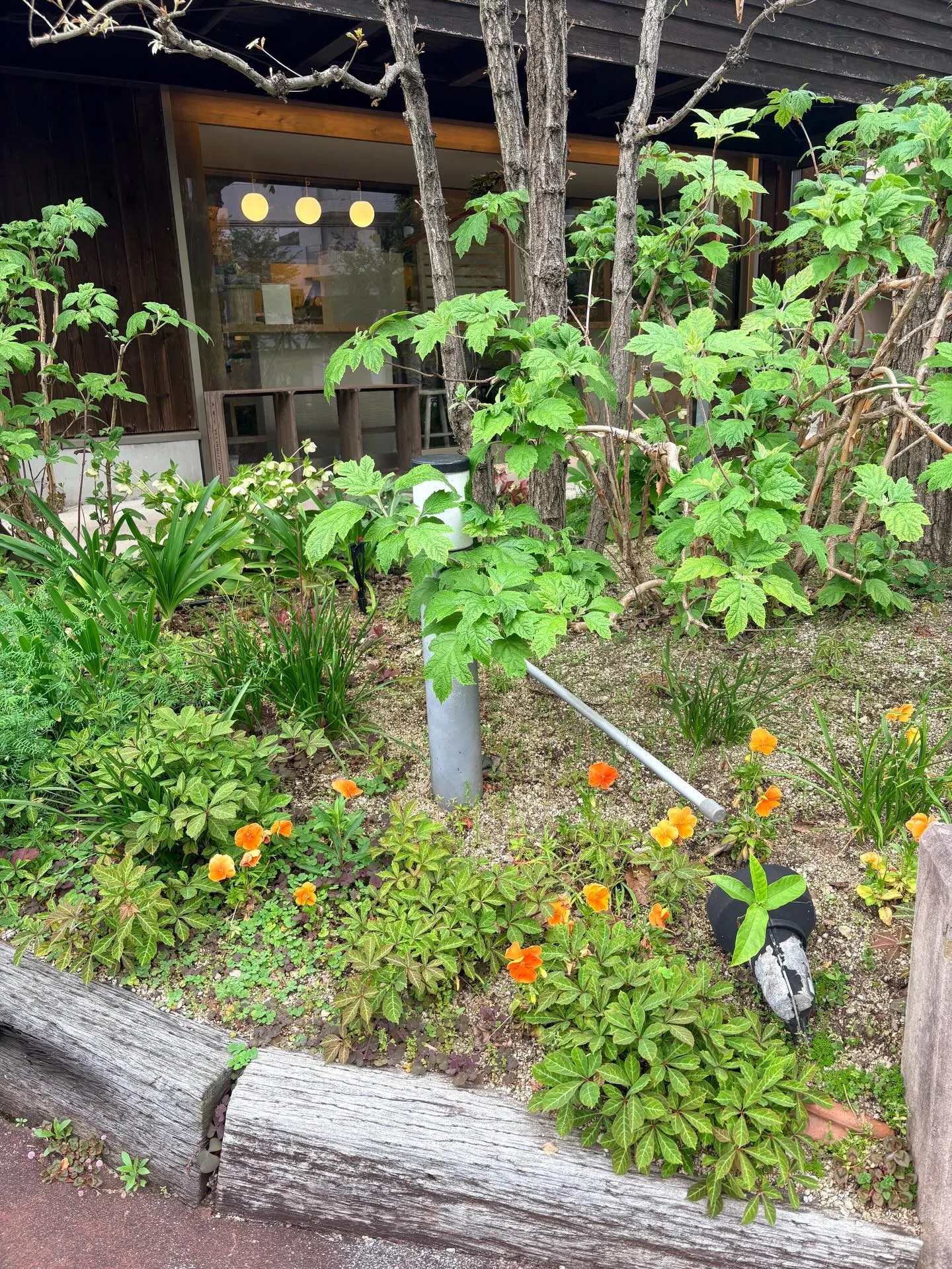庭の草花達も、カラフルに咲き始めました。