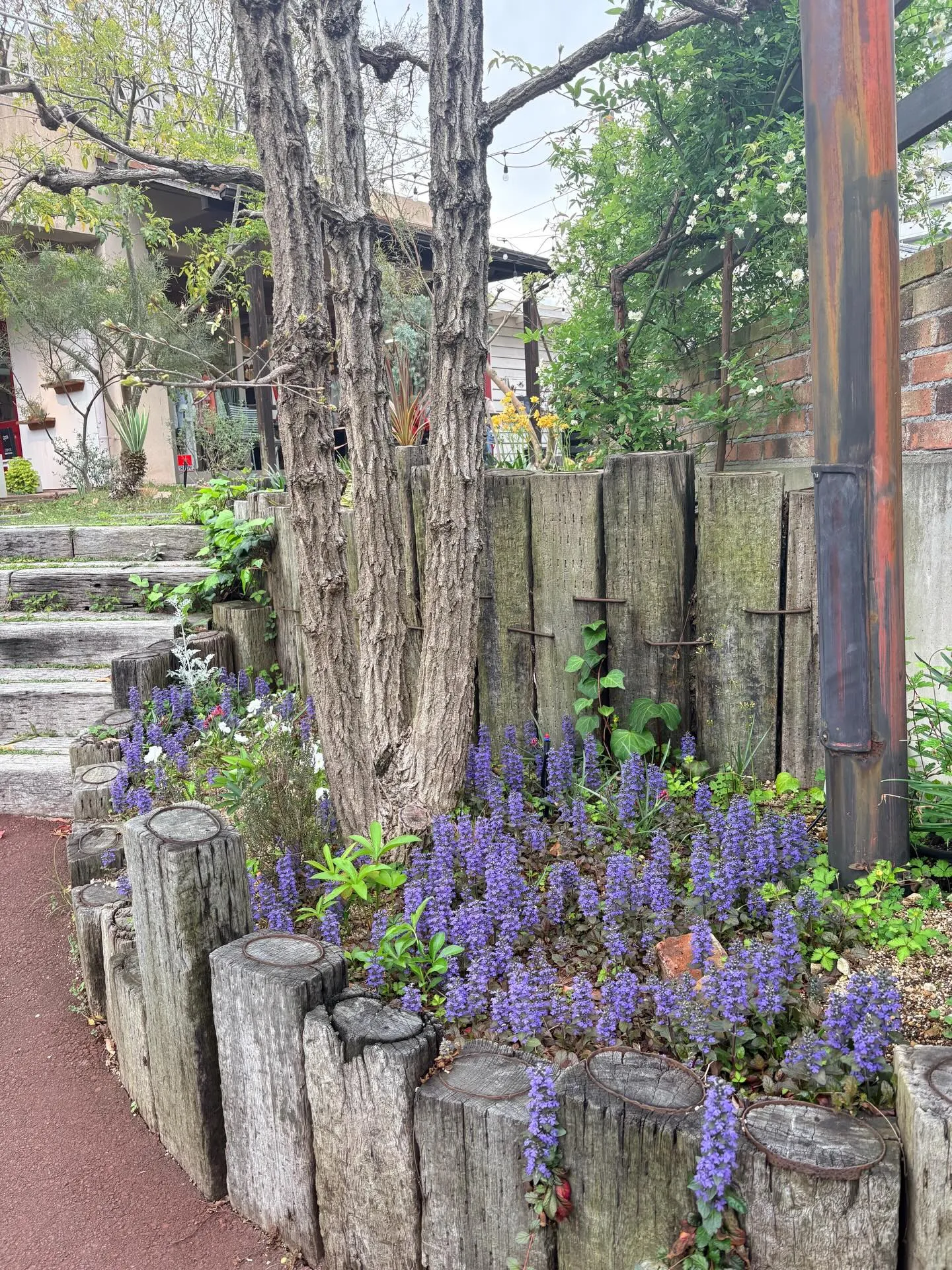 庭の草花達も、カラフルに咲き始めました。