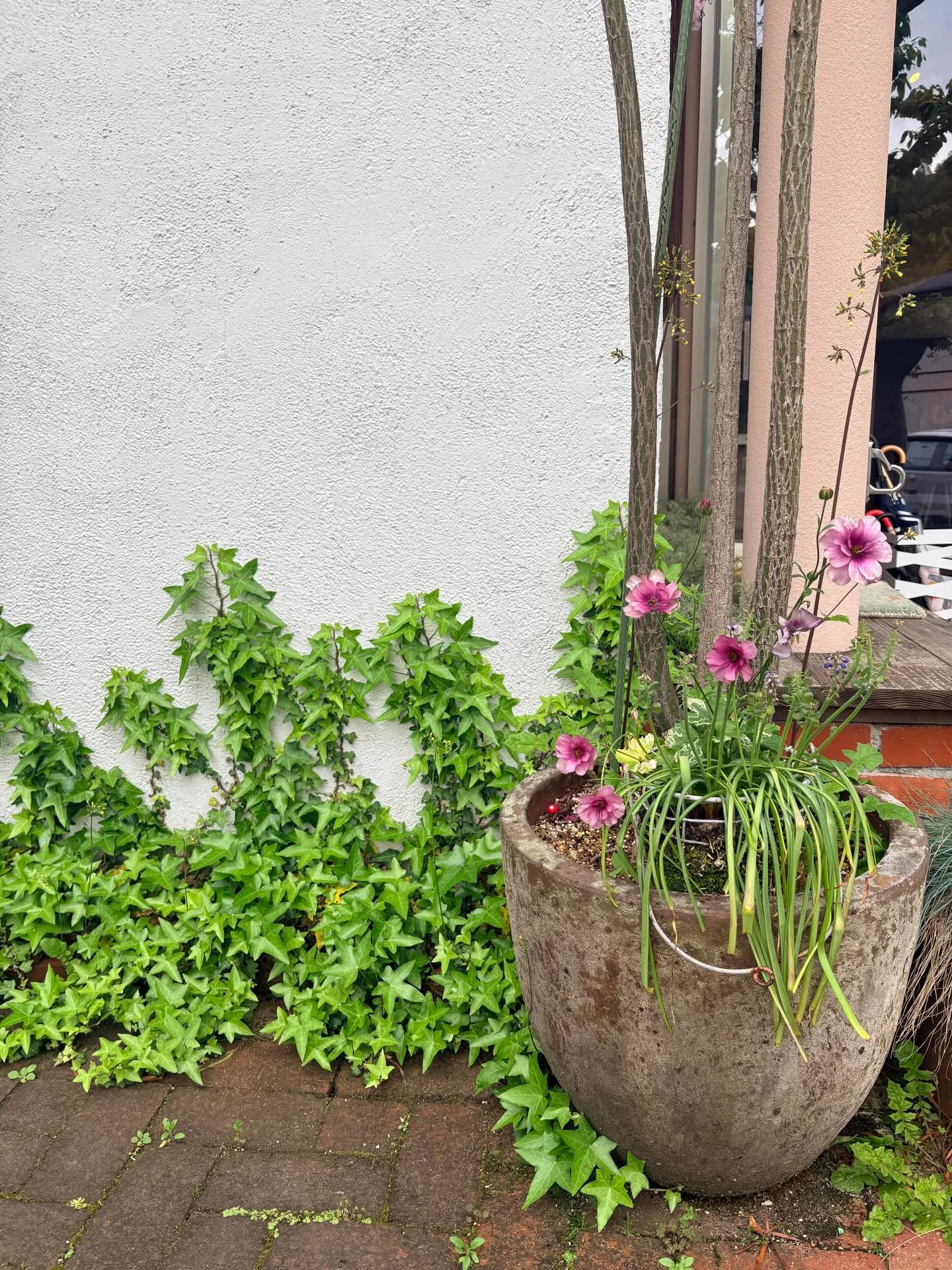 庭の草花達も、カラフルに咲き始めました。