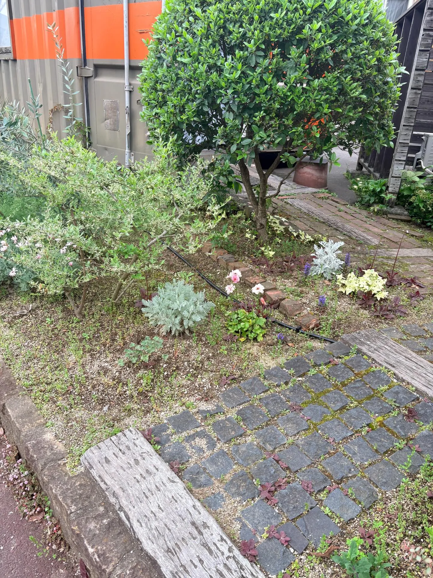 庭の草花達も、カラフルに咲き始めました。