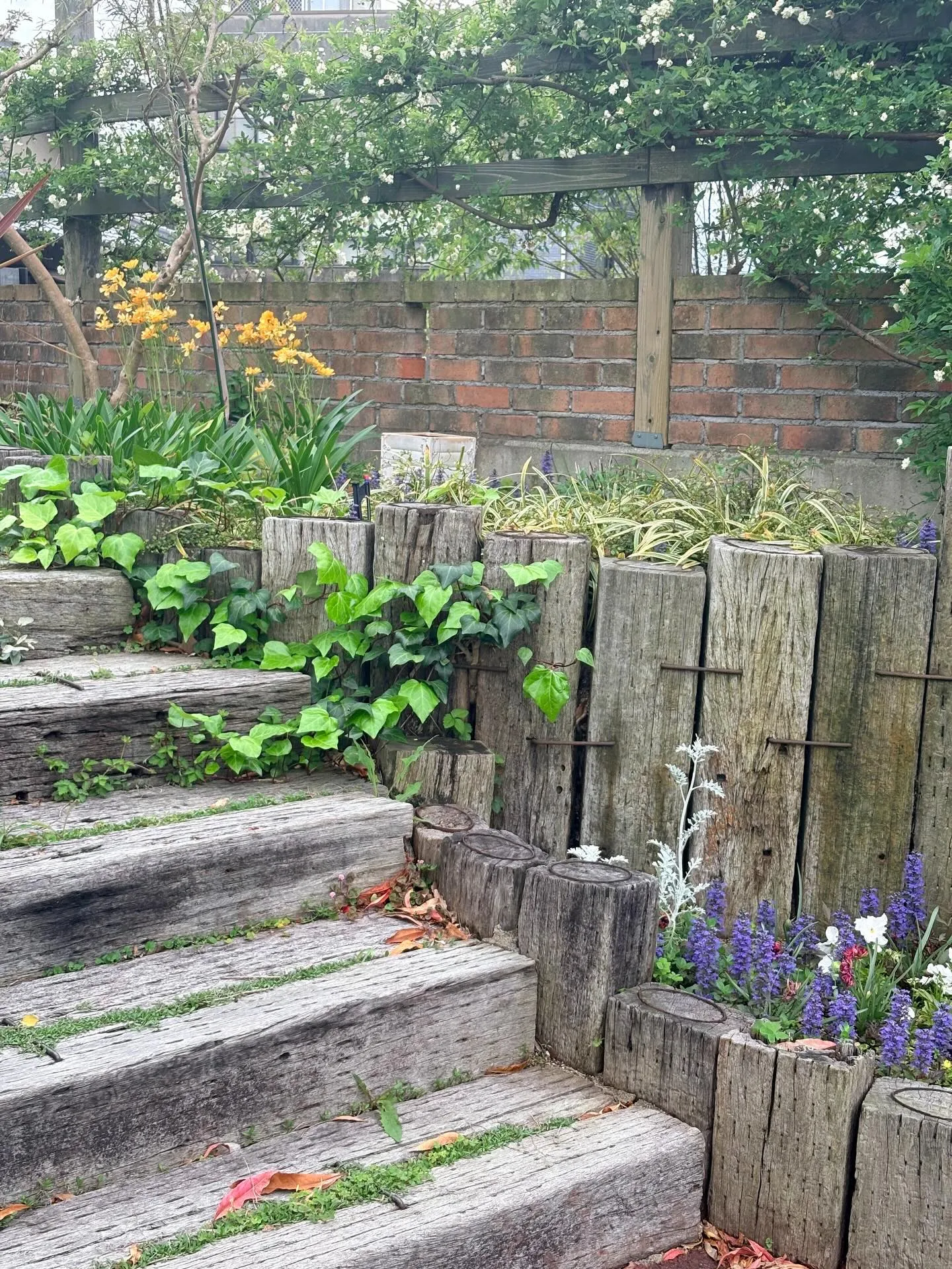 庭の草花達も、カラフルに咲き始めました。